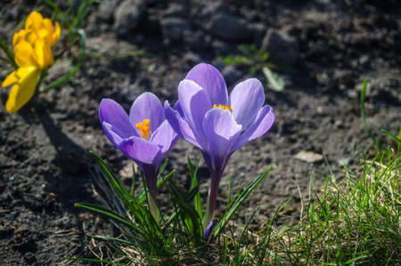 Plain purple crocus in early spring sunlightの写真素材