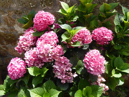 Plant Hydrangeas