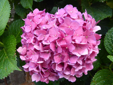 Plant Hydrangeas