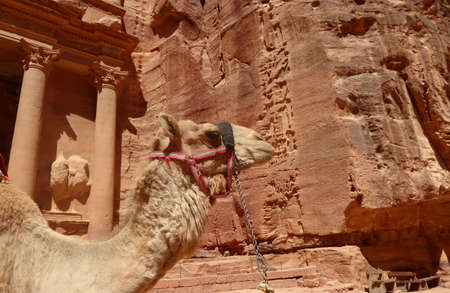 Camel in Petra, Jordanの写真素材