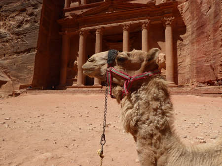 Camel in Petra, Jordanの写真素材