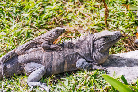Iguanas in Tulum, Mexicoの写真素材