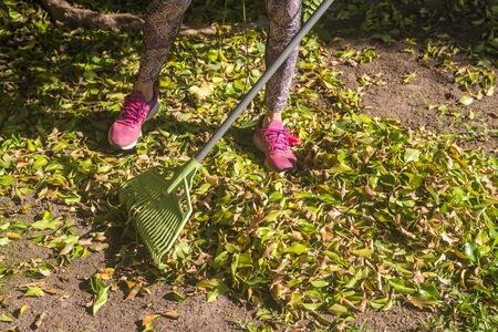 Woman in backyard raking dry leaves from autumn foliage during quarantine.の写真素材