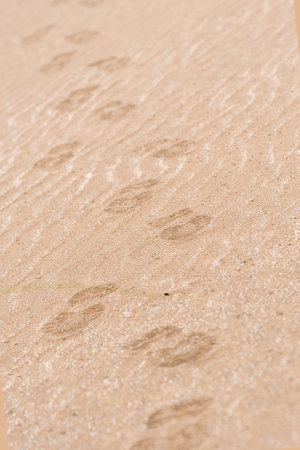 Footsteps of a person with sneakers on the sand
