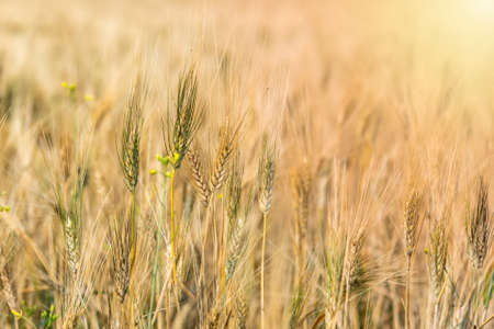 Ripe ears of wheat field at harvest time on a sunny warm day in summer. Selective focus.