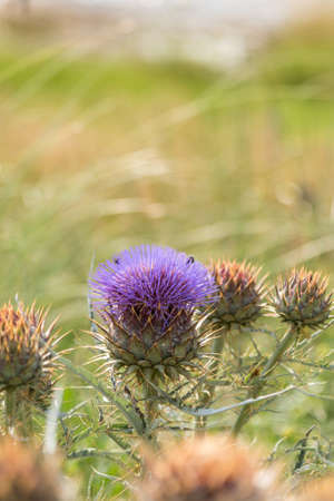 Vertical photo flowering thistle artichoke with violet flowers and green leaves. Botanical name Cynara cardunculusの写真素材
