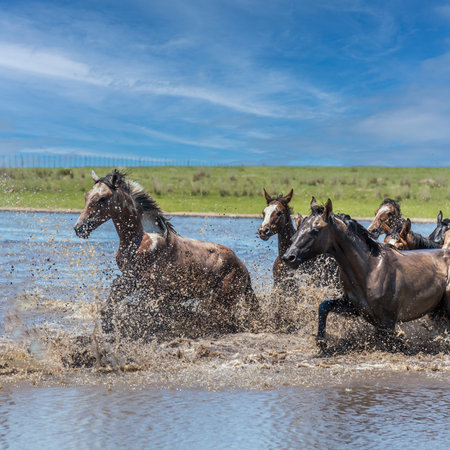 Side view of a group of wild horses splashing water while crossing a river in Corrientes, Argentina.の写真素材