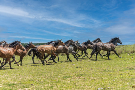 Wild horses galloping in the countryside of Corrientes, Argentina.の写真素材