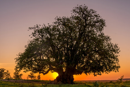 The Ombu tree planted in the field at sunset in Corrientes, Argentina.
