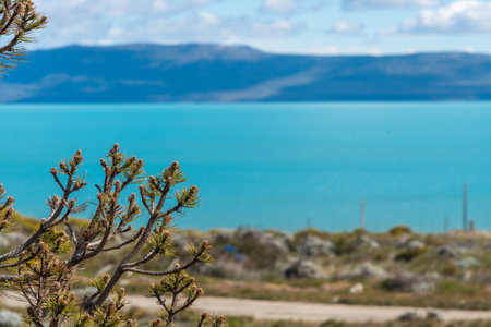 A beautiful blue Argentino Lake with a small tree in the foreground. The sky is cloudy, but the water is still calm.の写真素材