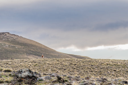 A lone guanaco, Lama Guanicoe, is walking across a dry, rocky hillside.の写真素材
