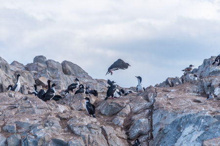 Cormorants and seabirds on rocky cliffs in Beagle Channel, Ushuaiaの写真素材