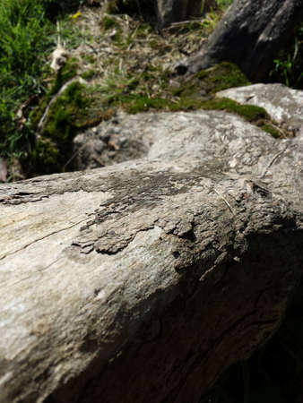 image of an old wood stum in forest の写真素材