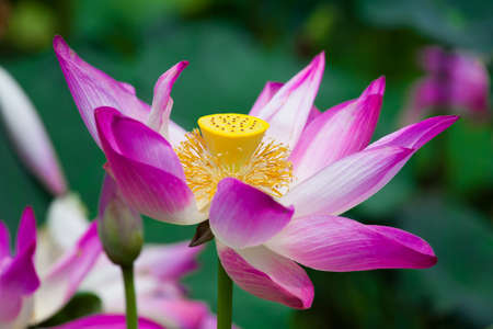 The Lotus Flower with lotus leaf in backgroundの写真素材