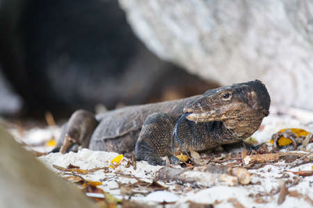 Monitor Lizard at Tioman Island in Malaysia walking at the beach