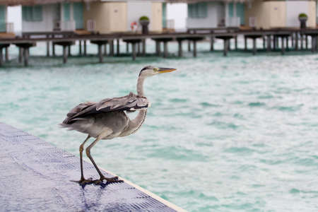 Grey Heron stands at poolside near the sea with house in the background at tropical island Maldivesの写真素材