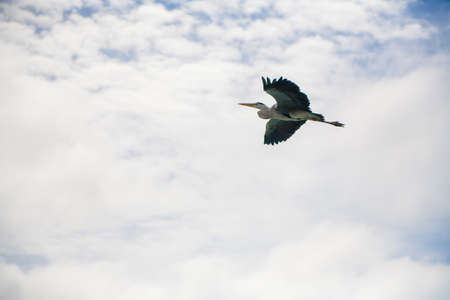 Grey Heron flying over tropical island Maldives.