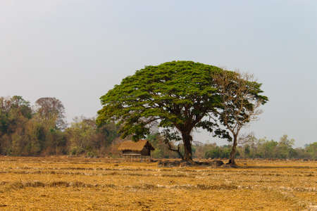 A tree and house at Ban Kiat Ngong Wetlands and ricefields - Champasak, Laosの写真素材