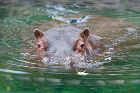 A hippopotamus - Hippopotamus amphibious - Hippo lying in the waterの写真素材