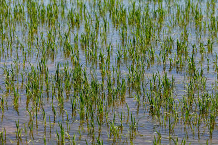 rice plantation in the ebro river delta
