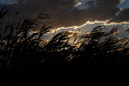 sunset with branches swaying in the wind in the foreground