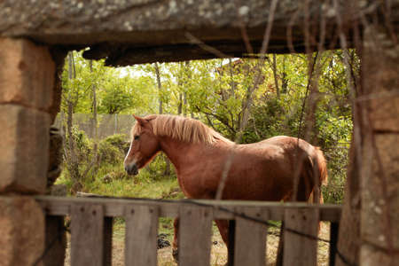 Long shot of a brown horse on a farmの写真素材