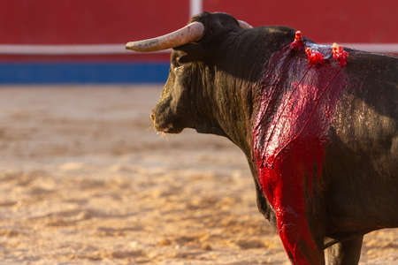 A bull during a bullfightの写真素材