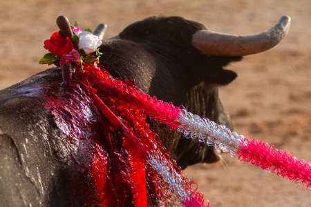 A bull during a bullfightの写真素材