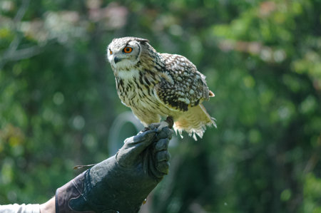 A young owl sits on the glove of a falconer.の写真素材