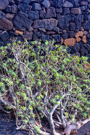 Photo Picture of a Tropical Foliage Tree in the Canary Islandsの写真素材