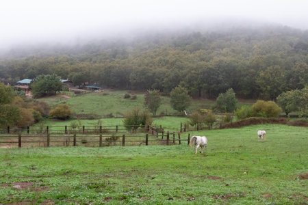 two white horses grazing on the grass on a cloudy dayの写真素材