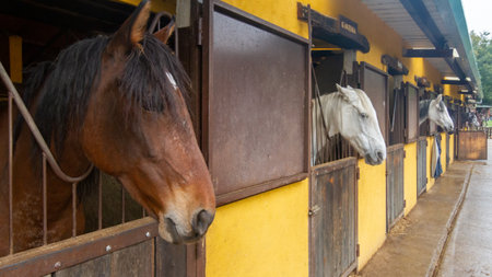 Horses in a stable at a farmの写真素材