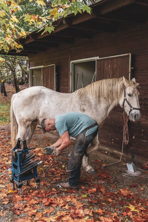 Farrier Carefully Trimming a Horse's Hoof
