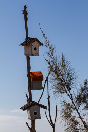 Colorful Birdhouses Hanging from a Tree in a Peaceful Park Setting.