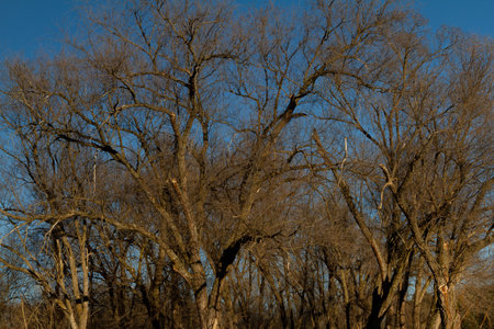 A Sunlit Evergreen Woodland on a Clear Winter Day.の写真素材