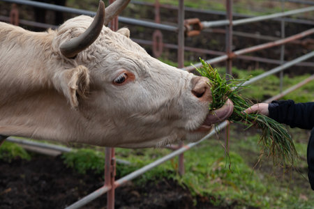 White Charolais cow eating grass in a peaceful countryside.の写真素材