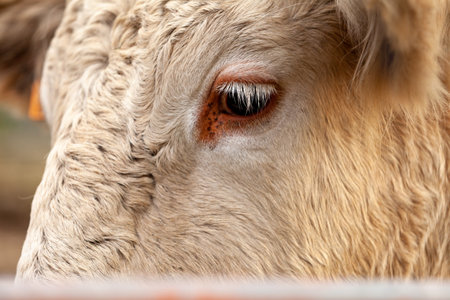 Captivating close-up of a cow's eye showing texture, light reflection, and fine details.の写真素材
