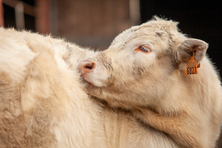 A young white calf with an identification ear tag standing in a farm pasture.