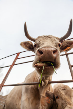 A close-up of a Charolais cow's mouth as it chews fresh grass.の写真素材