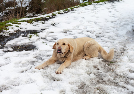 A golden Labrador in profile against a white winter background.