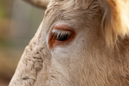 Intense gaze of a white Charolais cow in a rustic farm setting, showing texture and depth.の写真素材