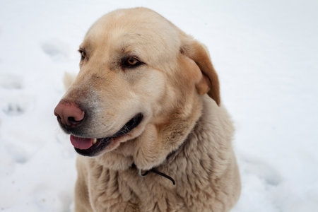 A Labrador dog gazing into the distance in a winter town.