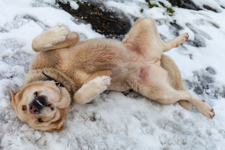 Cute puppy lying on the snow in winterの写真素材