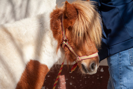 Close-up of a pony in the park. Selective focus.の写真素材
