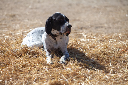 German shorthaired pointer puppy playing in the hay on sunny day.の写真素材