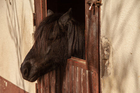Portrait of a black horse in the stable door on the island of Creteの写真素材
