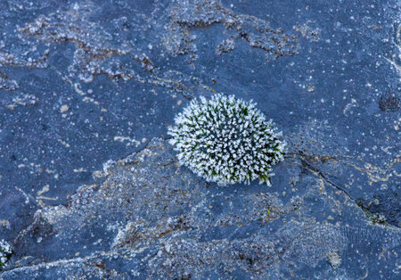 Closeup of a small plant growing on a rock covered with snow