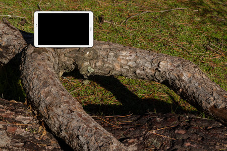 Tablet computer with blank screen lying on a fallen tree in the forestの写真素材