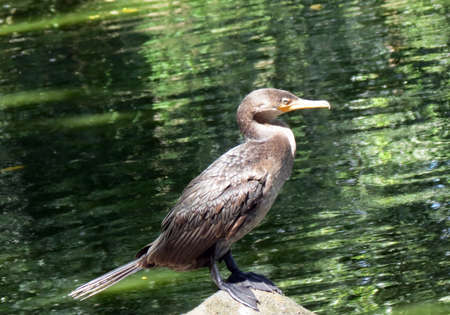 neotropical cormorant fishingの写真素材
