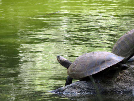 turtle fishingの写真素材